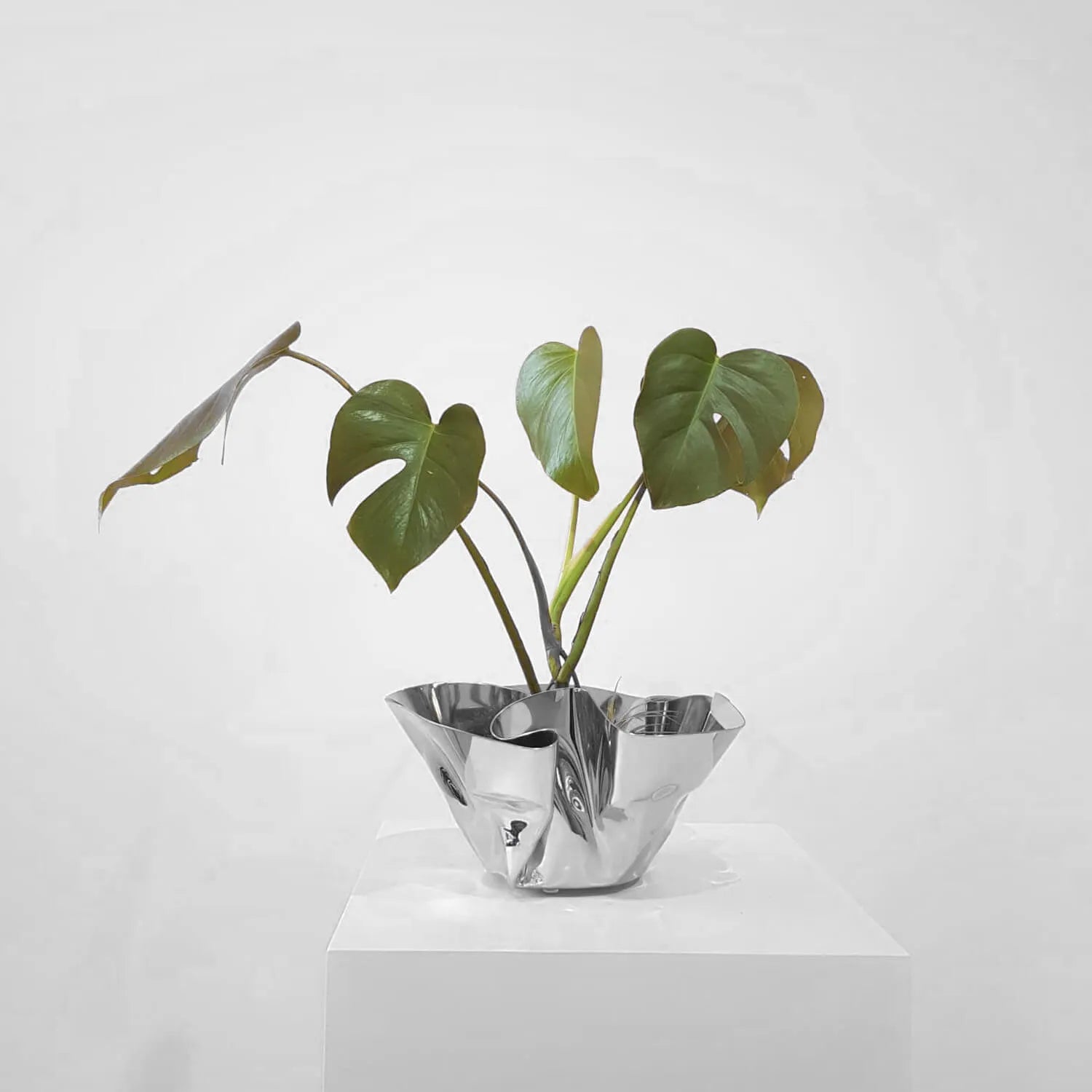 Cachepot / Fruteira ou Champanheira Fiori em Inox